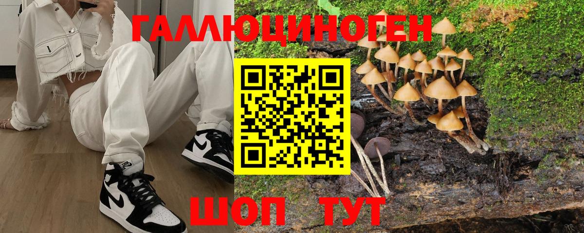 Галлюциногенные грибы Psilocybe Богданович
